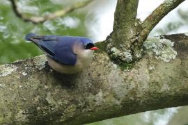 Kowalik krasnodzioby - Velvet-fronted Nuthatch