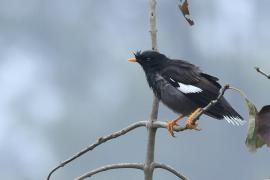 Majna szara - Jungle Myna
