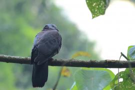 Gołąb brązowogrzbiety - Nilgiri Wood-Pigeon