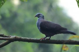 Gołąb brązowogrzbiety - Nilgiri Wood-Pigeon