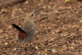 Opocznik - Indian Robin