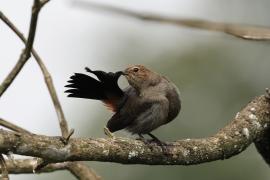 Opocznik - Indian Robin
