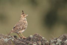 Dzierlatka malabarska - Malabar Lark