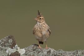 Dzierlatka malabarska - Malabar Lark