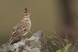 Dzierlatka malabarska - Malabar Lark