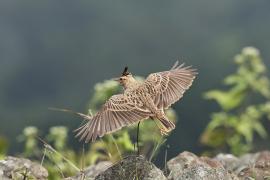 Dzierlatka malabarska - Malabar Lark