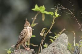 Dzierlatka malabarska - Malabar Lark