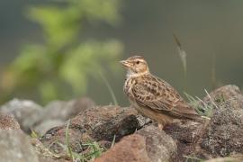 Dzierlatka malabarska - Malabar Lark