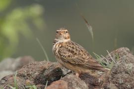 Dzierlatka malabarska - Malabar Lark