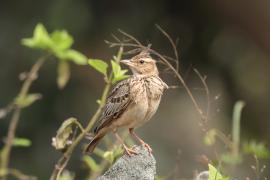 Dzierlatka malabarska - Malabar Lark