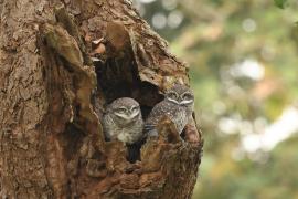 Pójdźka bramińska - Spotted Owlet