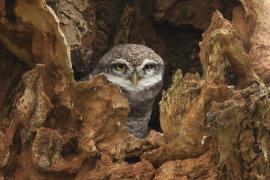 Pójdźka bramińska - Spotted Owlet