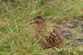 Przepióreczka dżunglowa - Jungle Bush-Quail