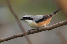 Dzierzba zmienna - Long-tailed Shrike