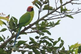 Aleksandretta śliwogłowa - Plum-headed Parakeet