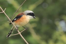 Dzierzba maskowa - Bay-backed Shrike