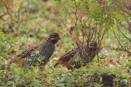 Przepióreczka dżunglowa - Jungle Bush-Quail