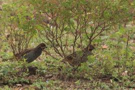 Przepióreczka dżunglowa - Jungle Bush-Quail