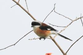 Dzierzba maskowa - Bay-backed Shrike