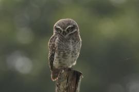 Pójdźka bramińska - Spotted Owlet