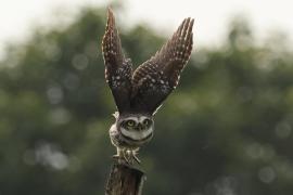 Pójdźka bramińska - Spotted Owlet