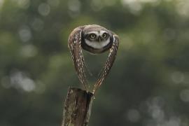 Pójdźka bramińska - Spotted Owlet