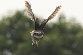 Pójdźka bramińska - Spotted Owlet