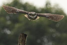 Pójdźka bramińska - Spotted Owlet