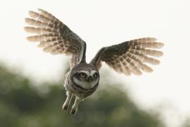 Pójdźka bramińska - Spotted Owlet