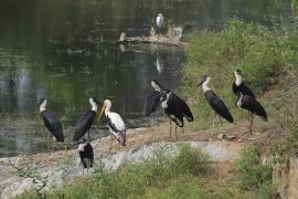 Bocian białoszyi - Woolly-necked Stork