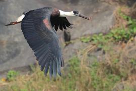 Bocian białoszyi - Woolly-necked Stork