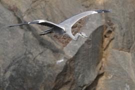 Czapla siwa -Grey Heron