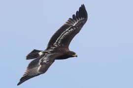 Orlik grubodzioby - Greater Spotted Eagle