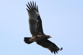 Orlik grubodzioby - Greater Spotted Eagle