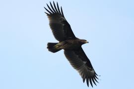 Orlik grubodzioby - Greater Spotted Eagle