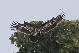 Orlik grubodzioby - Greater Spotted Eagle