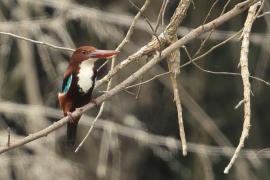 Łowiec krasnodzioby - White-breasted Kingfisher