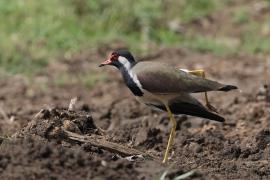 Czajka indyjska - Red-wattled Lapwing