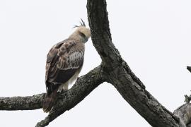 Wojownik indyjski - Changeable Hawk Eagle