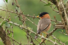 Szpak bramiński - Brahminy Starling