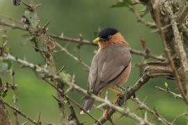 Szpak bramiński - Brahminy Starling