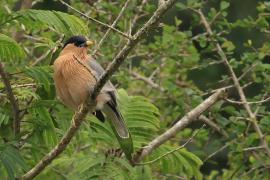 Szpak bramiński - Brahminy Starling