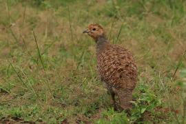 Frankolin indyjski - Grey Francolin