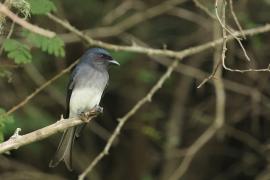 Dziwogon białobrzuchy - White-bellied Drongo