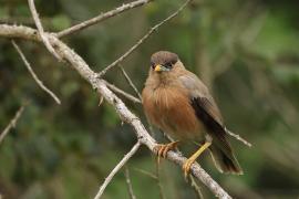 Szpak bramiński - Brahminy Starling