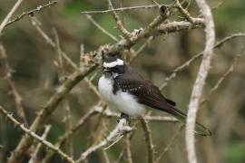 Wachlarzówka białobrewa - Rhipidura aureola - White-browed Fantail