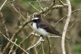 Wachlarzówka białobrewa - Rhipidura aureola - White-browed Fantail