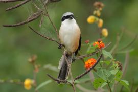 Dzierzba zmienna - Long-tailed Shrike