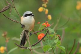 Dzierzba zmienna - Long-tailed Shrike