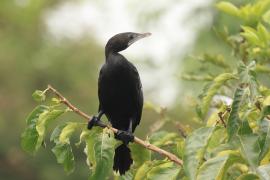 Kormoran skromny - Little Cormorant
